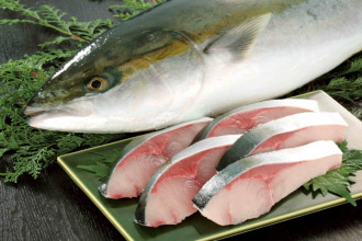 Những Điều Thú Vị Bạn Chưa Biết Về Hamachi - Loại Cá Đặc Sản Nhật Bản