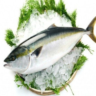 Cá Hamachi