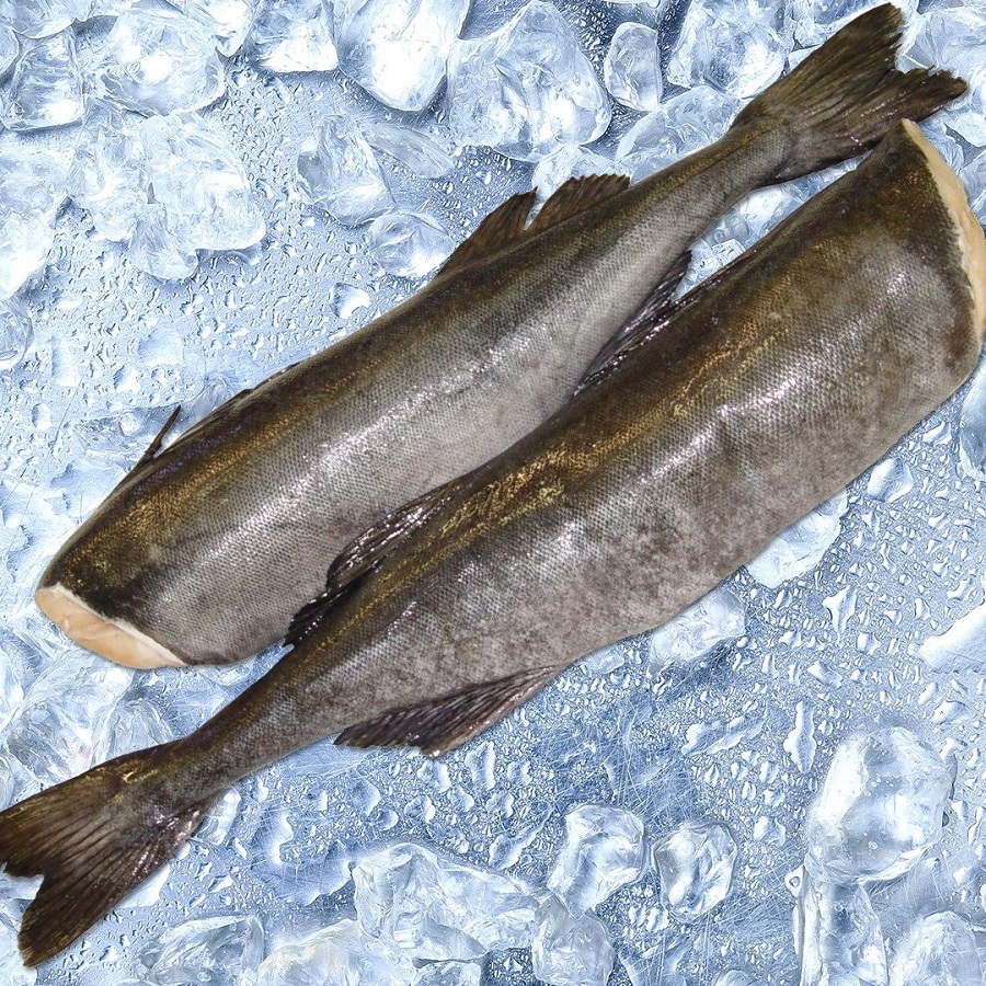 Cá Tuyết 